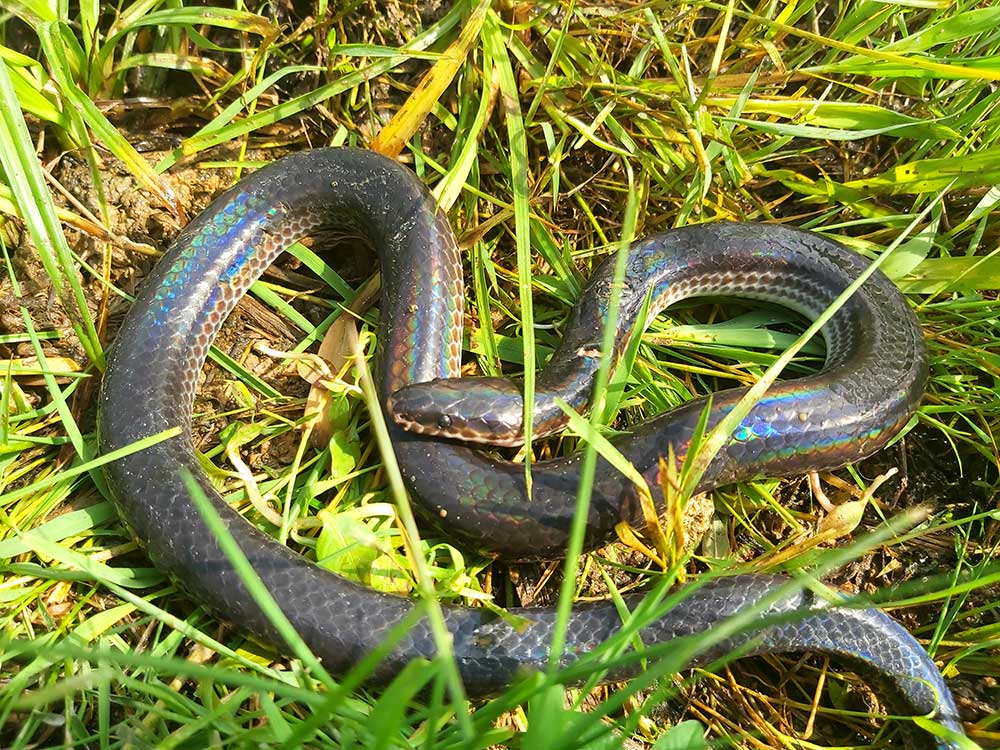 Eksemplar fra familien Xenopeltidae.