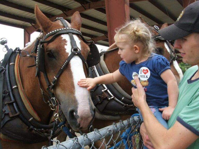 A toddler reaches out to pet a brown draft horse wearing a harness while being held by an adult in a covered outdoor area.