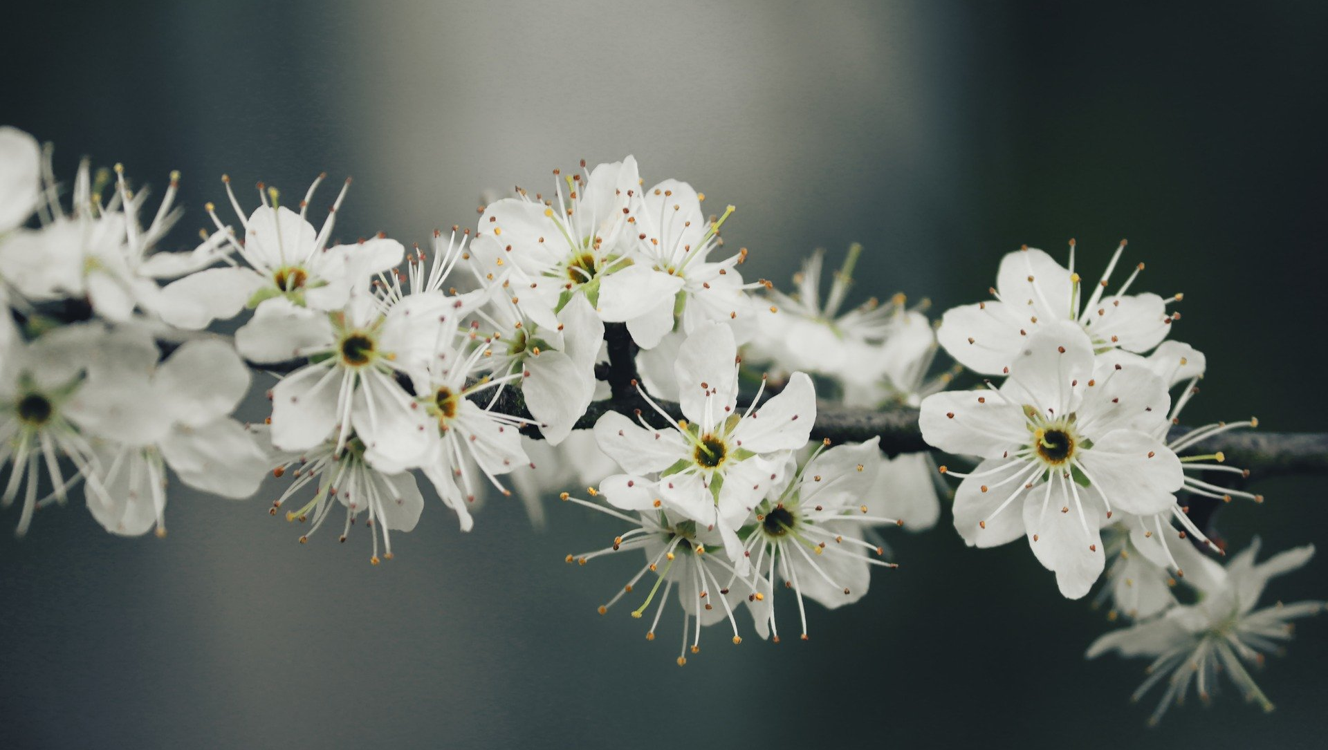 Zweig mit Schlehenblüten