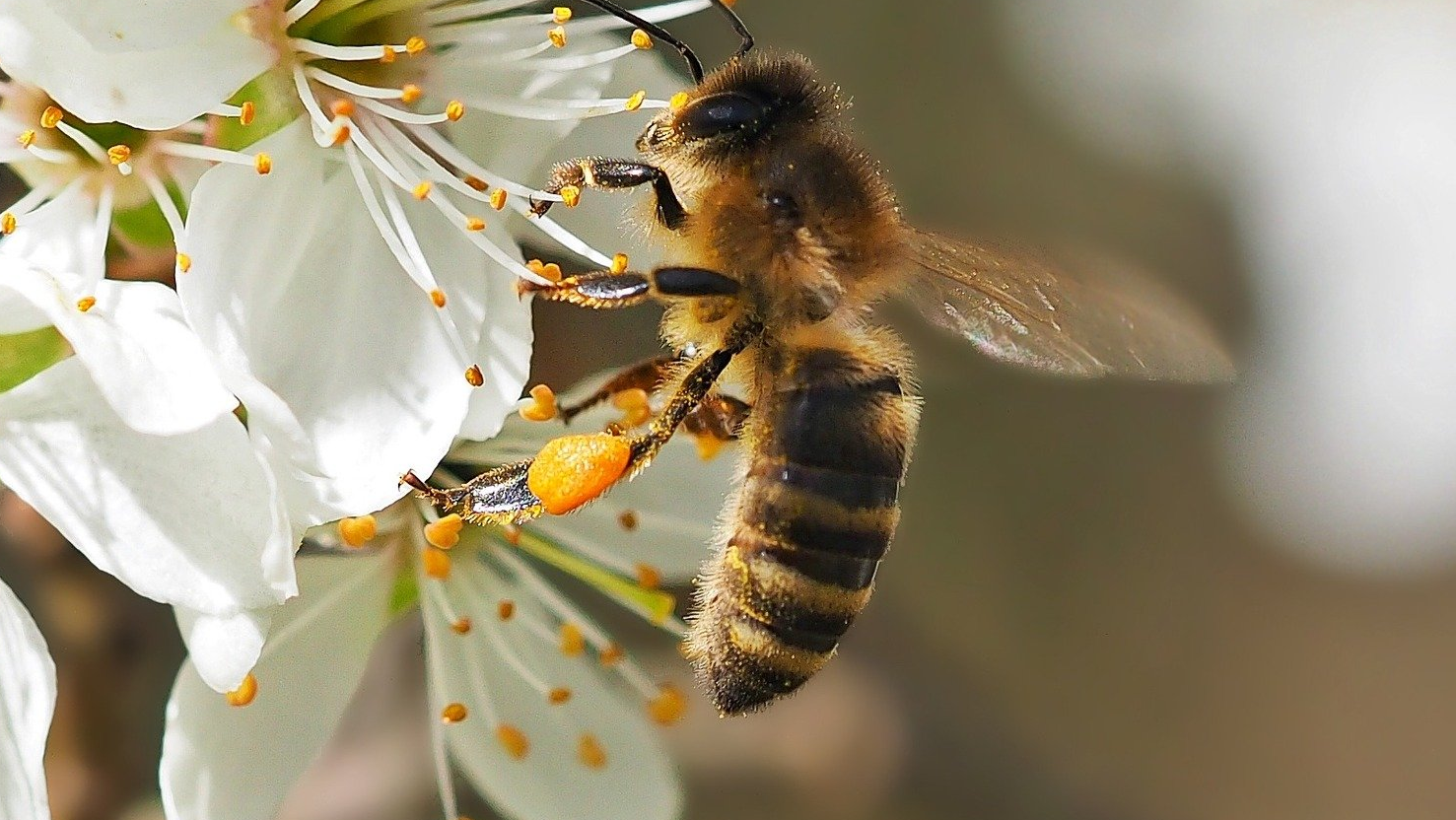 Biene beim Pollensammeln an Schlehenblüte