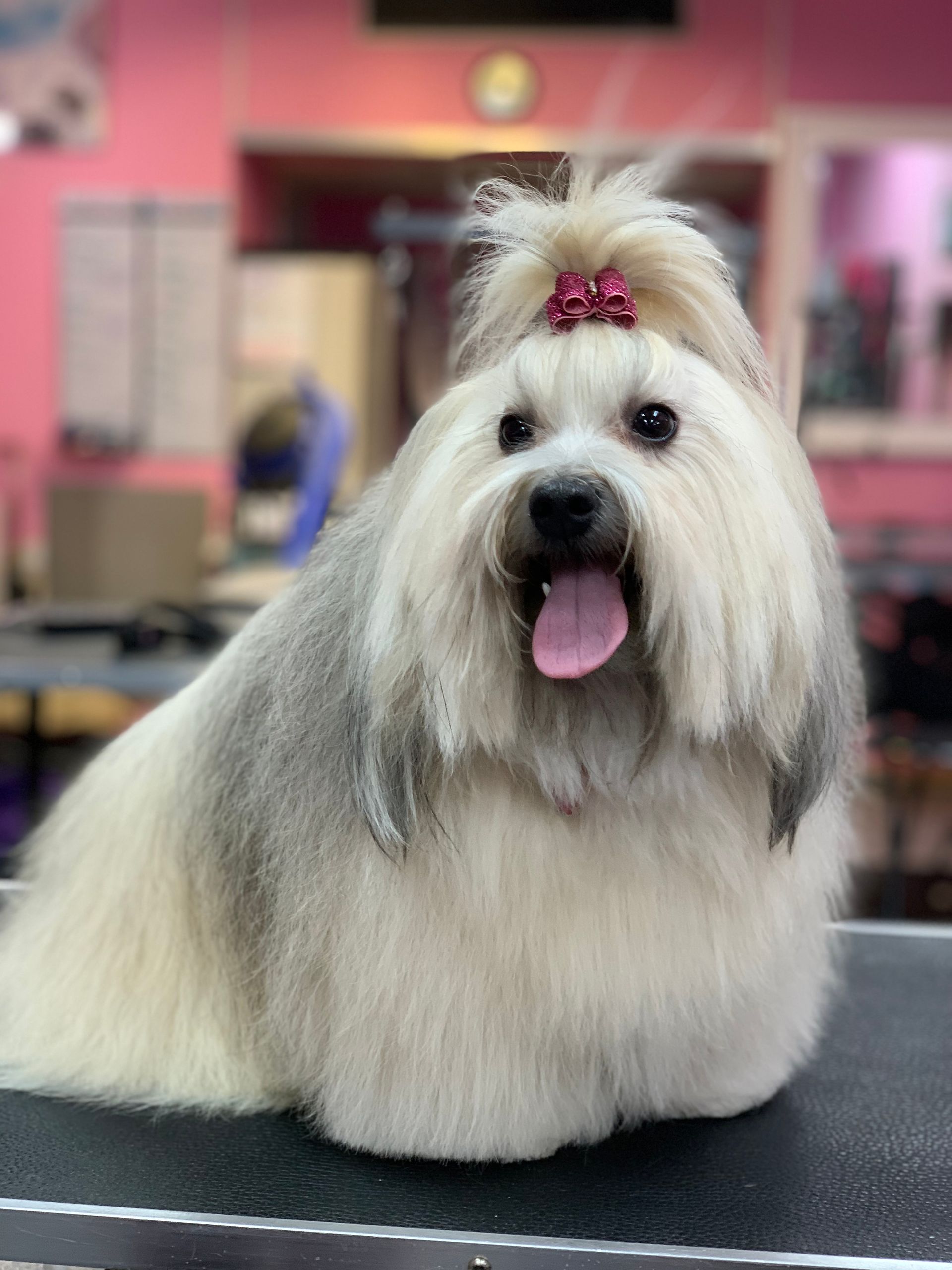 A small white dog with a pink bow on its head is sitting on a table.
