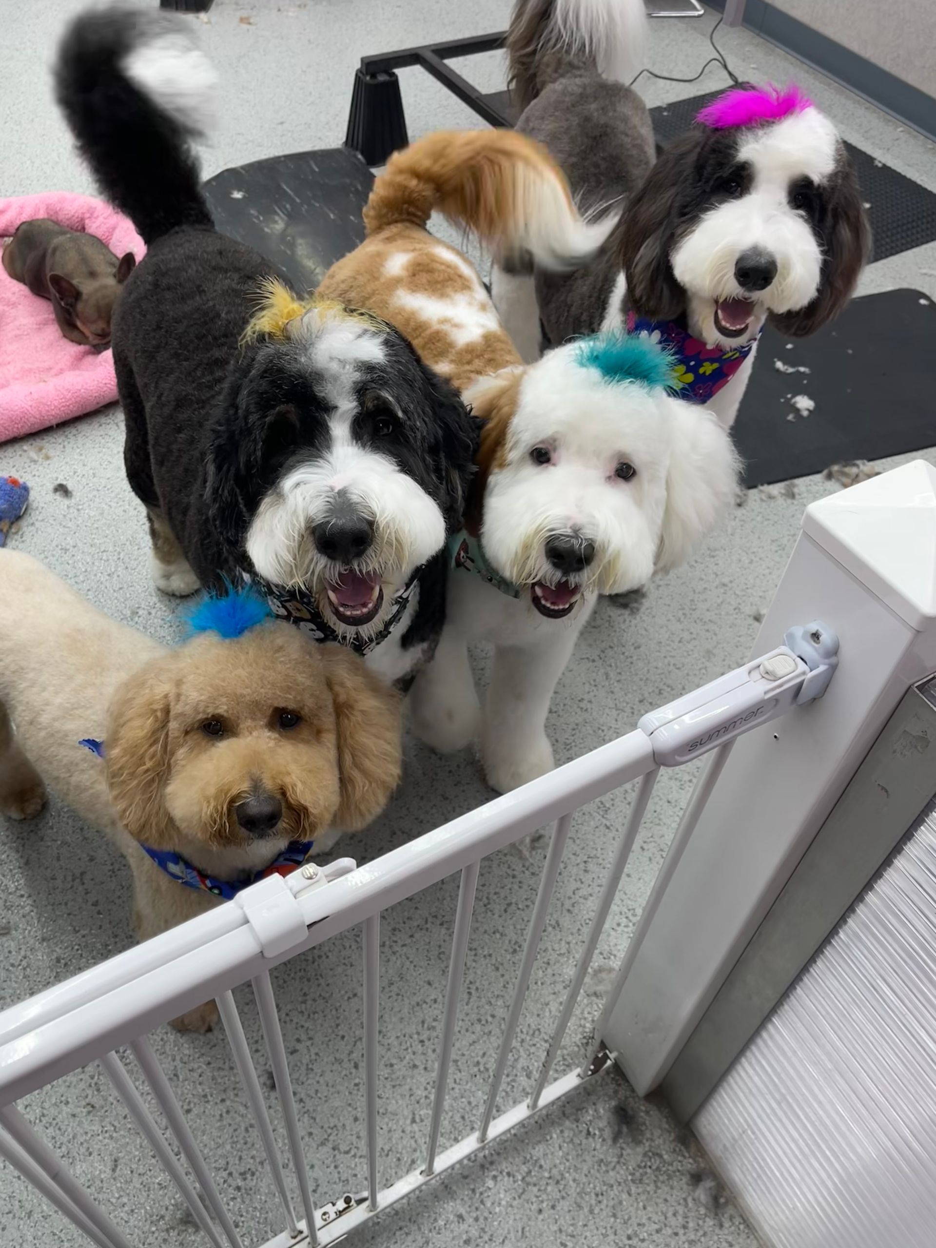 A group of dogs are standing next to each other in a room behind a fence.