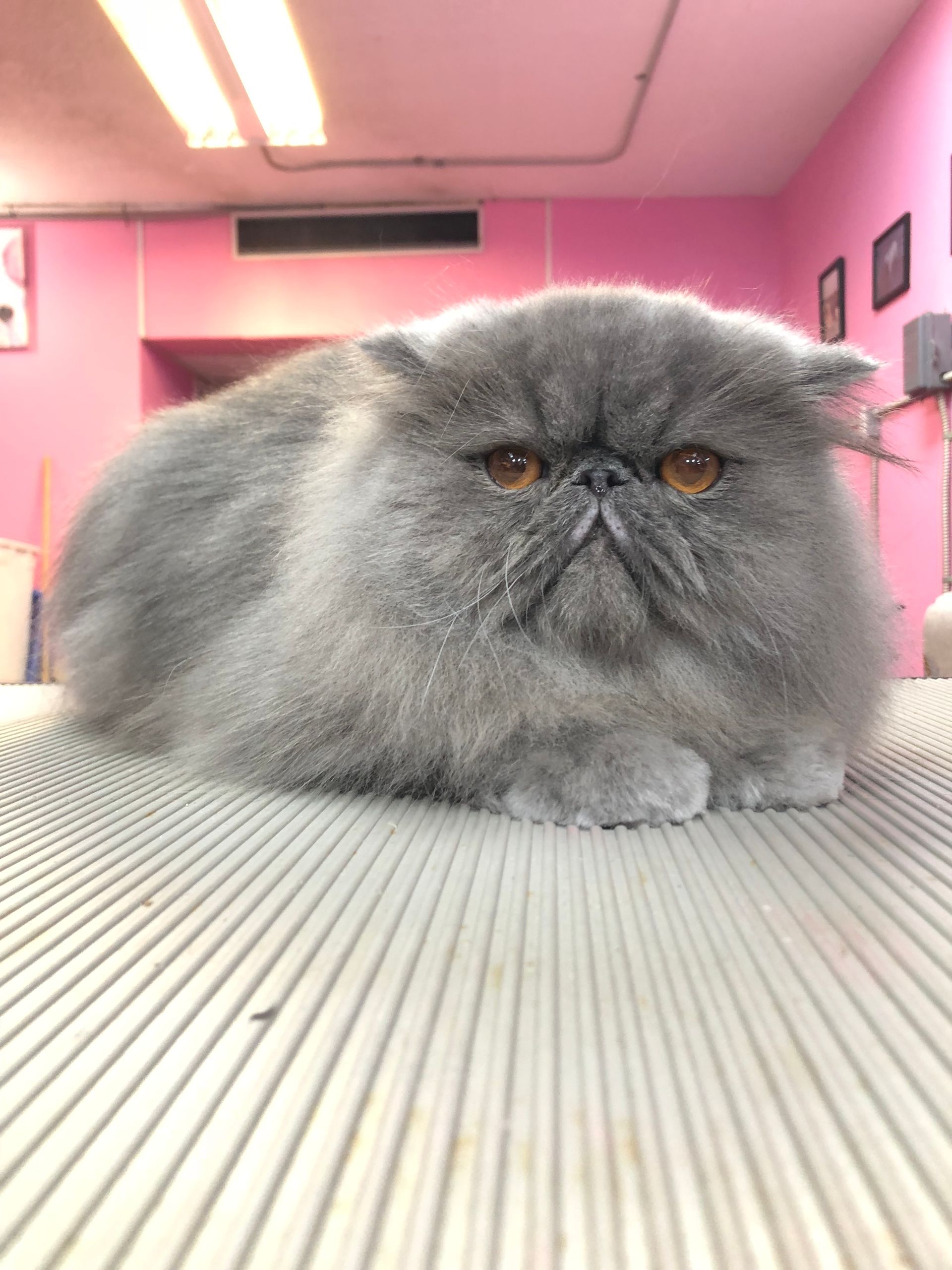 A gray cat is laying on a table in a pink room