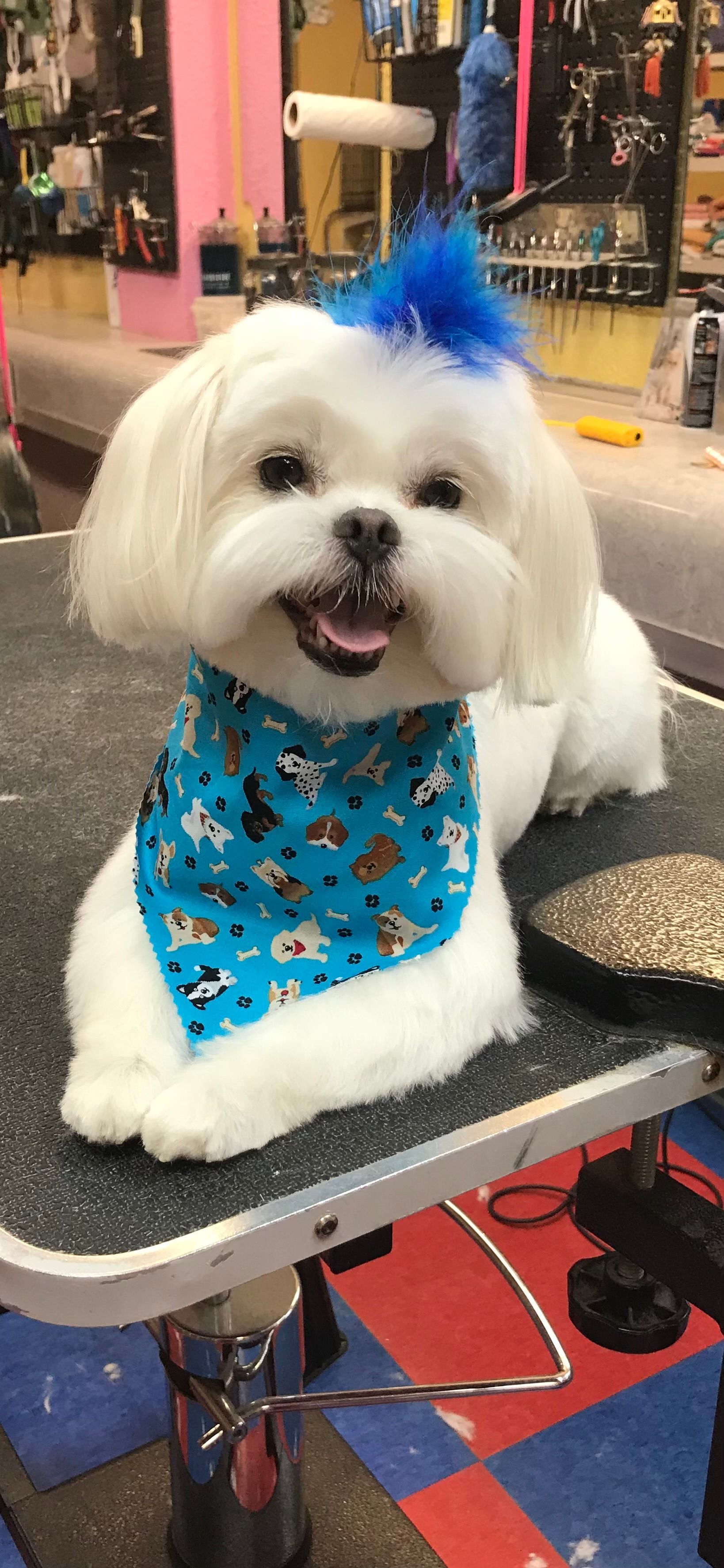A small white dog wearing a blue bandana is sitting on a table.
