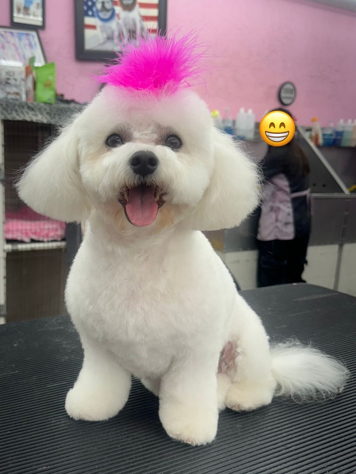 A white dog with a pink mohawk is sitting on a table