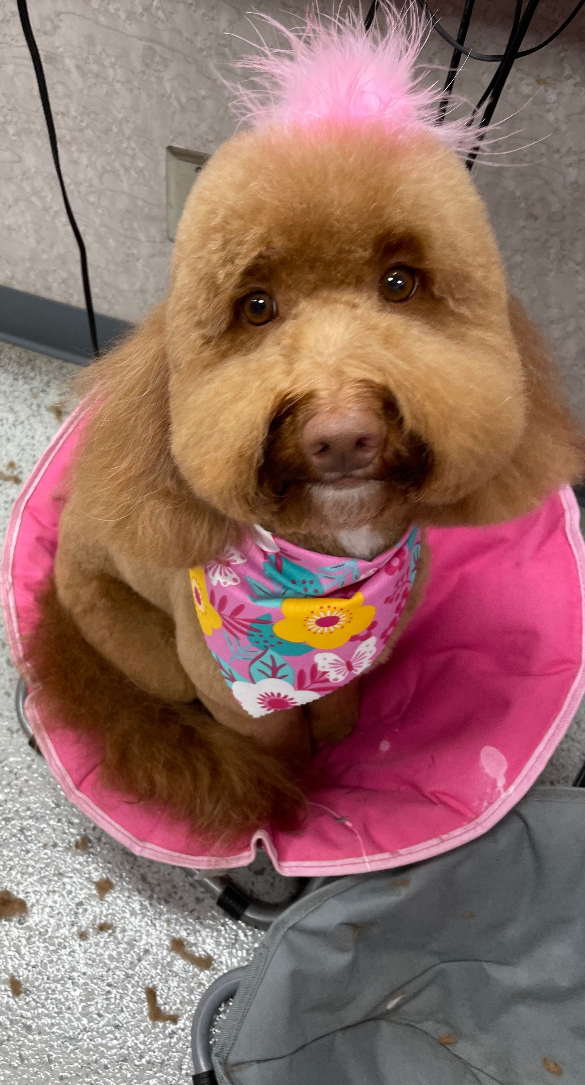 A brown dog with a pink mohawk and a pink bandana.