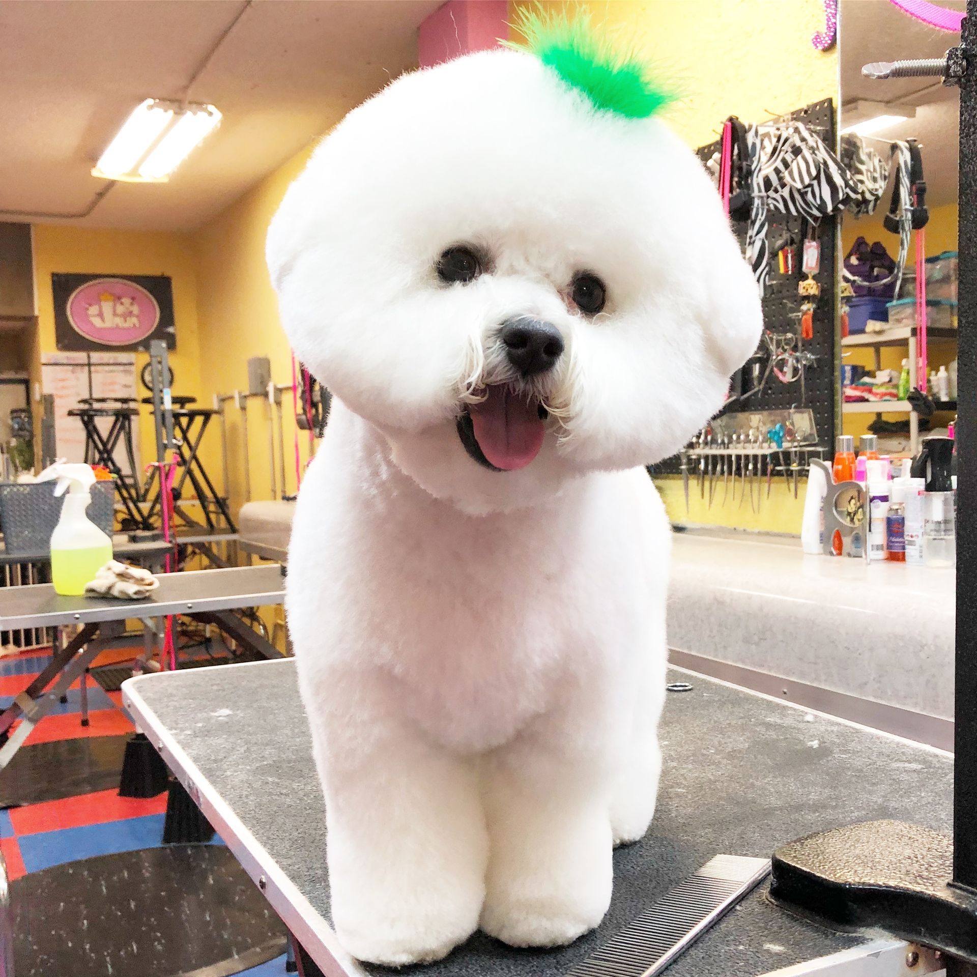 A small white dog with a green mohawk is standing on a table