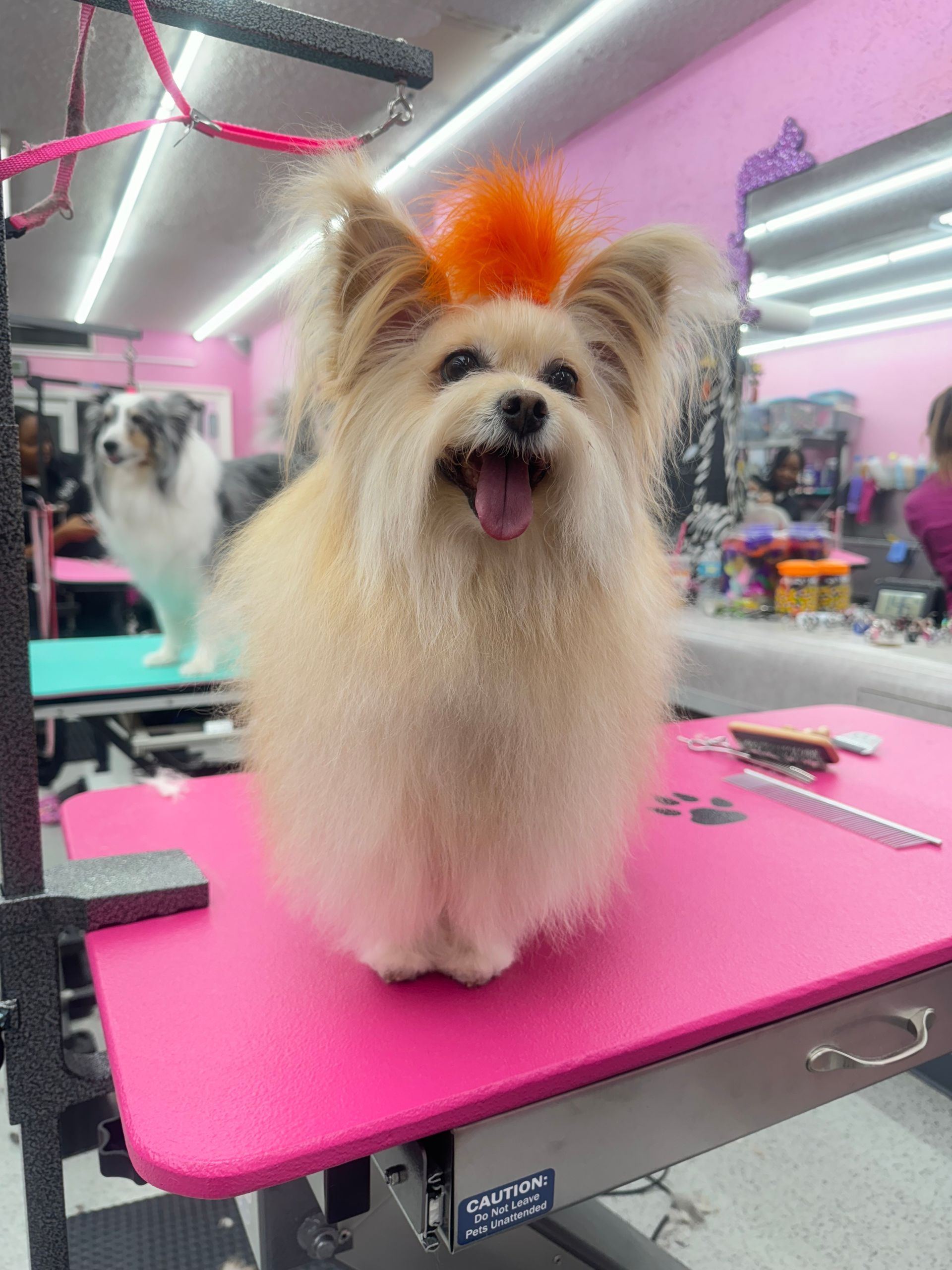A small dog is sitting on a pink table in a grooming salon.
