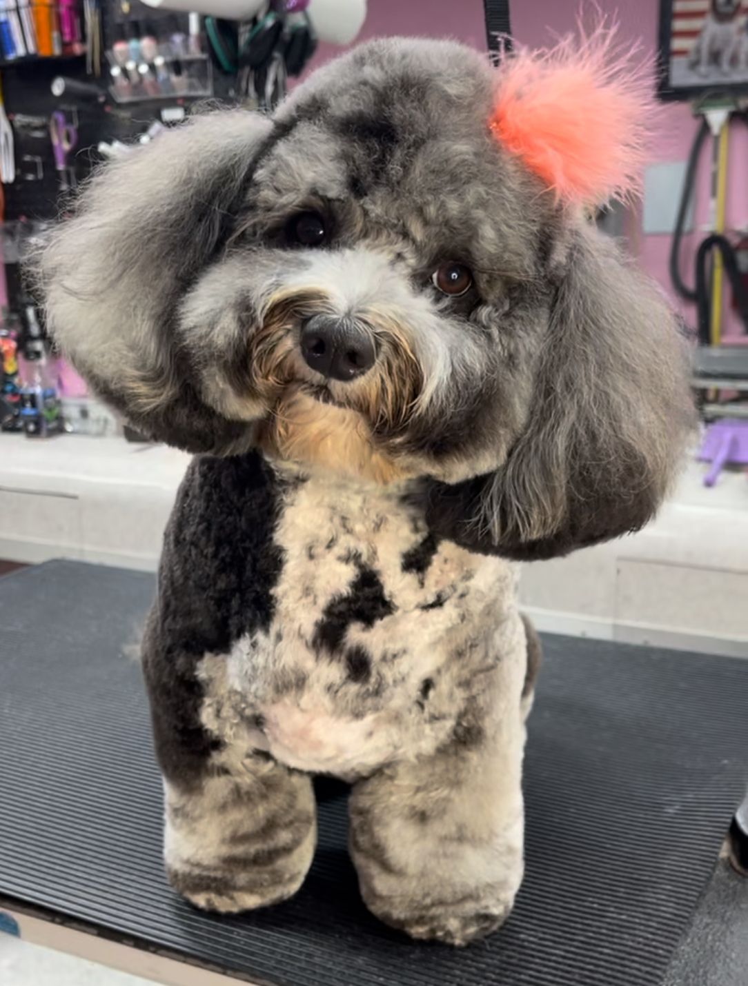 A small dog with a pink feather on its head is standing on a table.