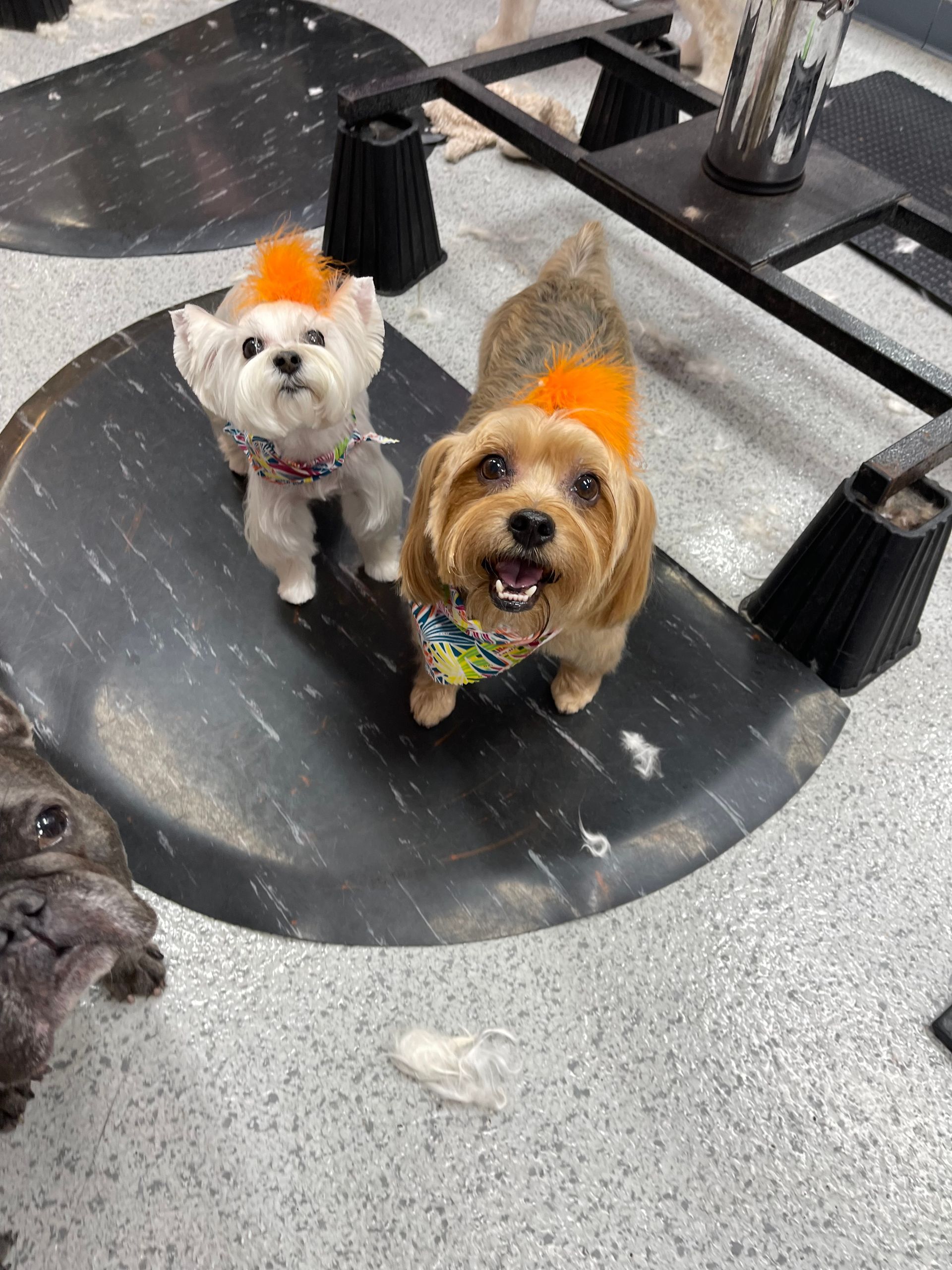 Two small dogs are standing next to each other on a mat in a room.