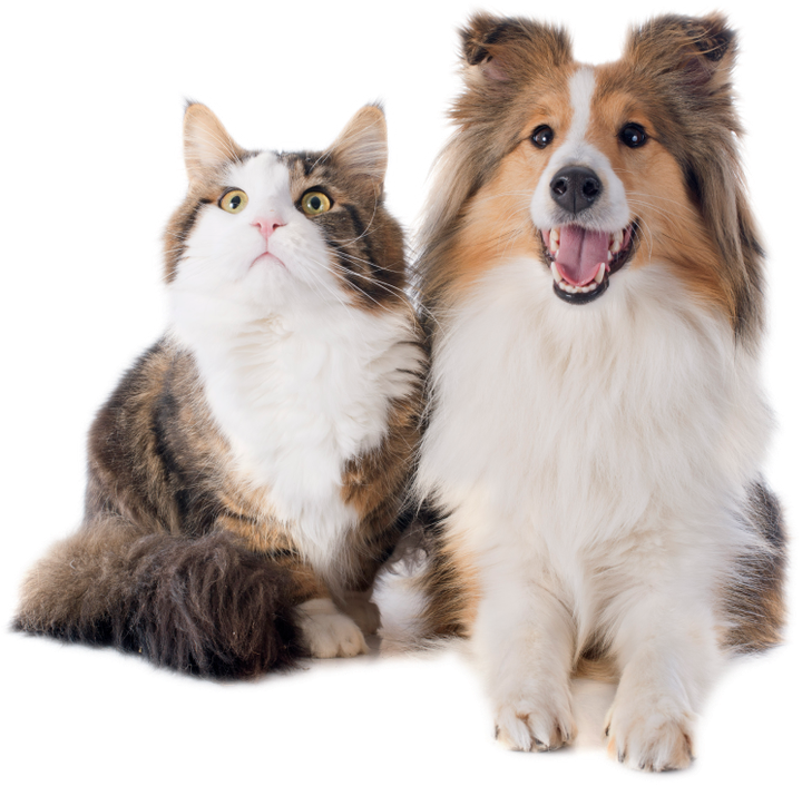 A cat and a dog are sitting next to each other.