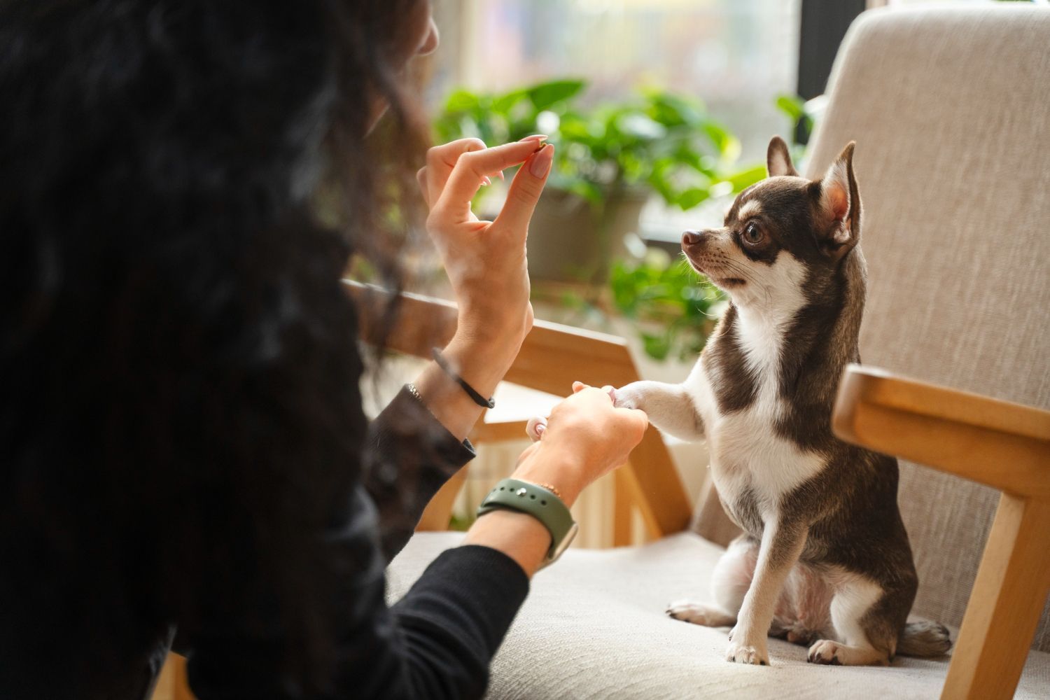 A woman is sitting in a chair playing with a small dog.