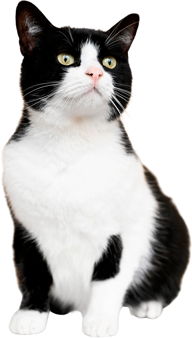 A black and white cat with green eyes sitting.