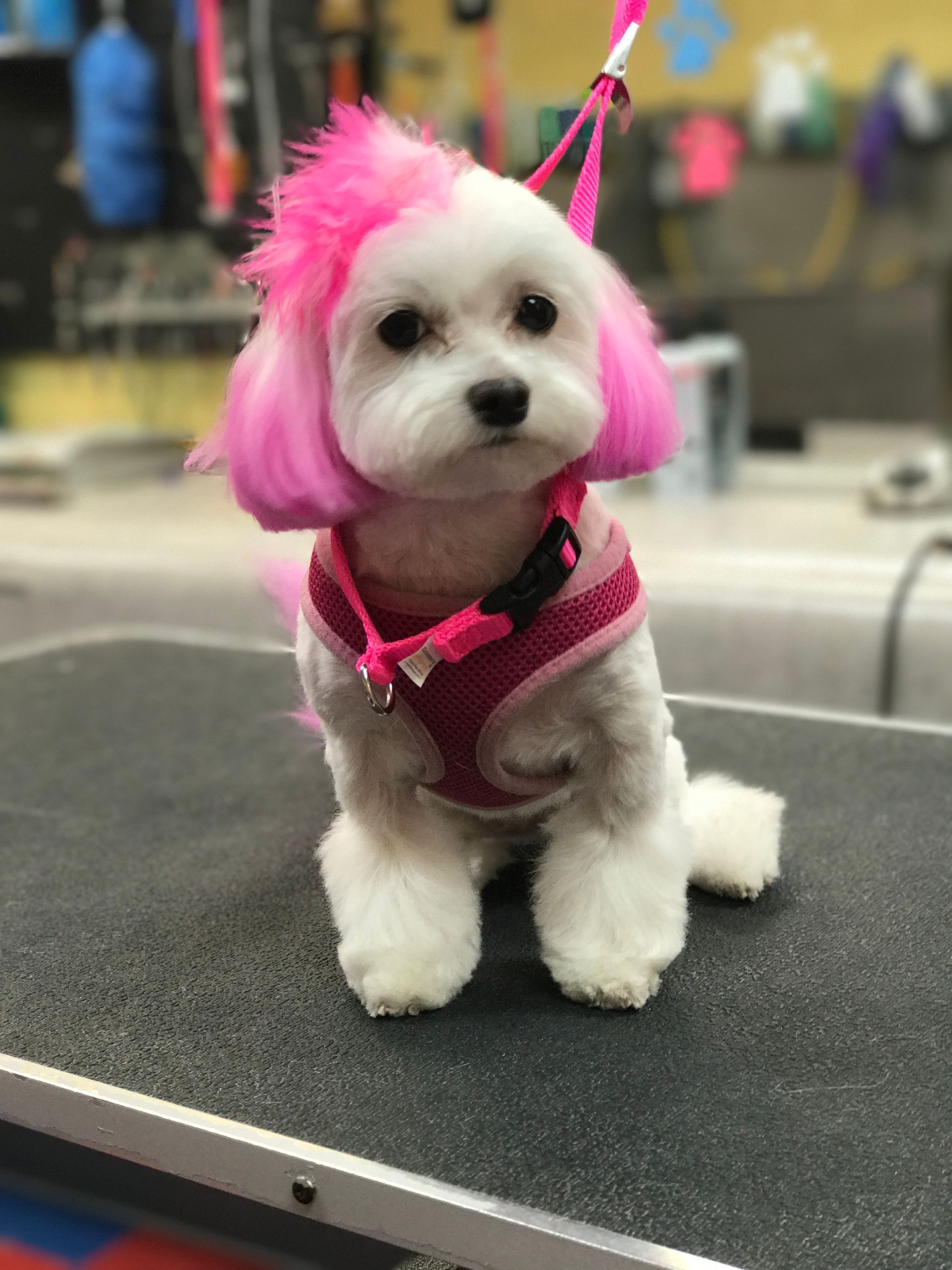 A small white dog with pink hair is sitting on a table.