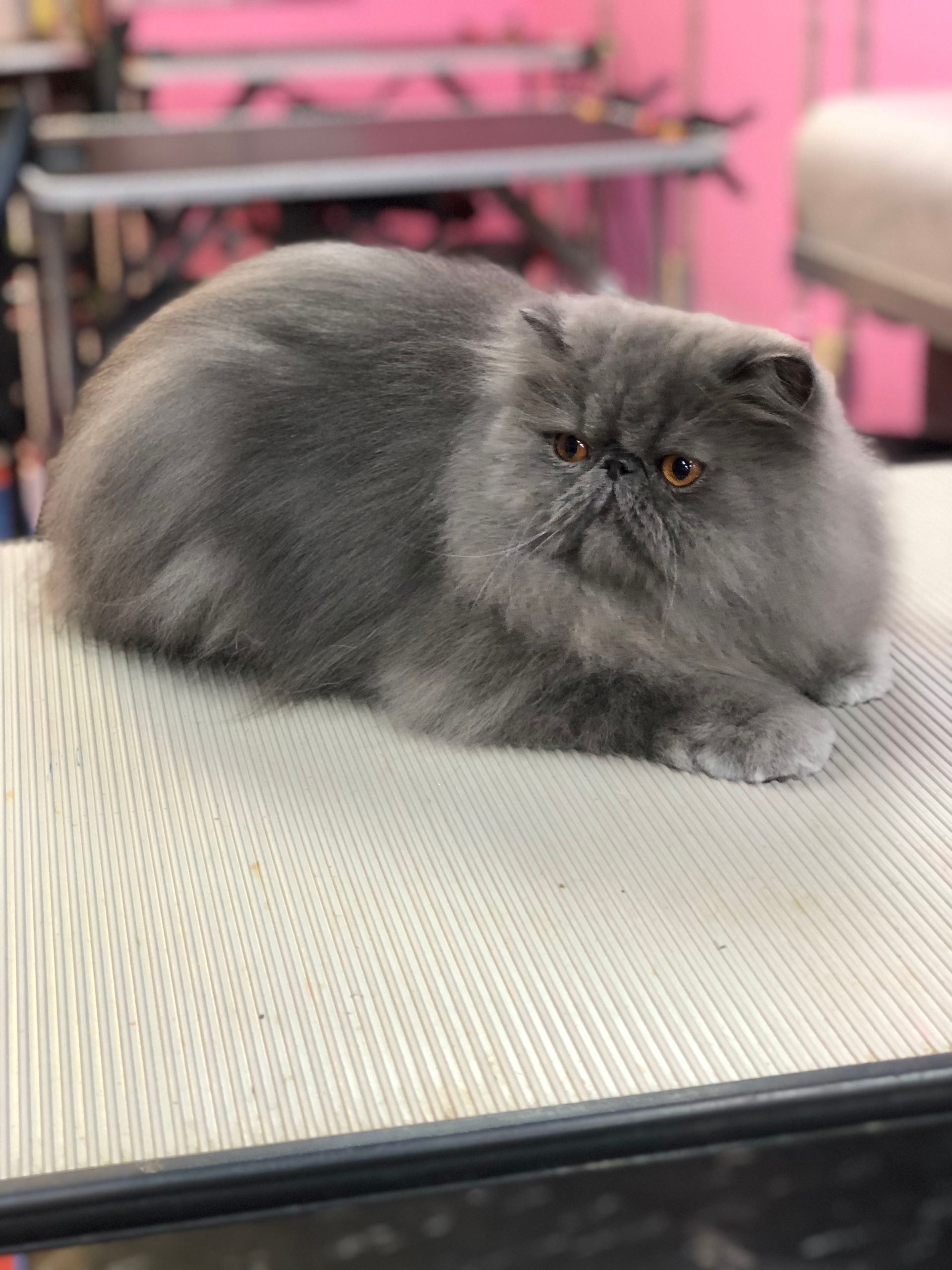 A gray cat is laying on top of a table.