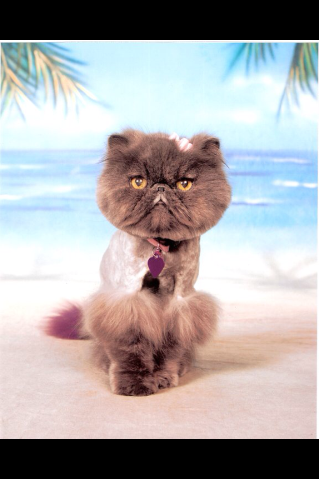A cat with a purple tail is sitting on a beach