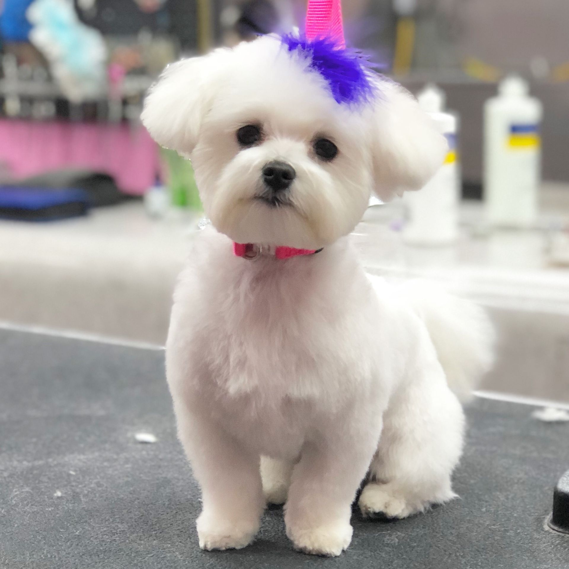 A small white dog with a purple feather in its hair is sitting on a table.