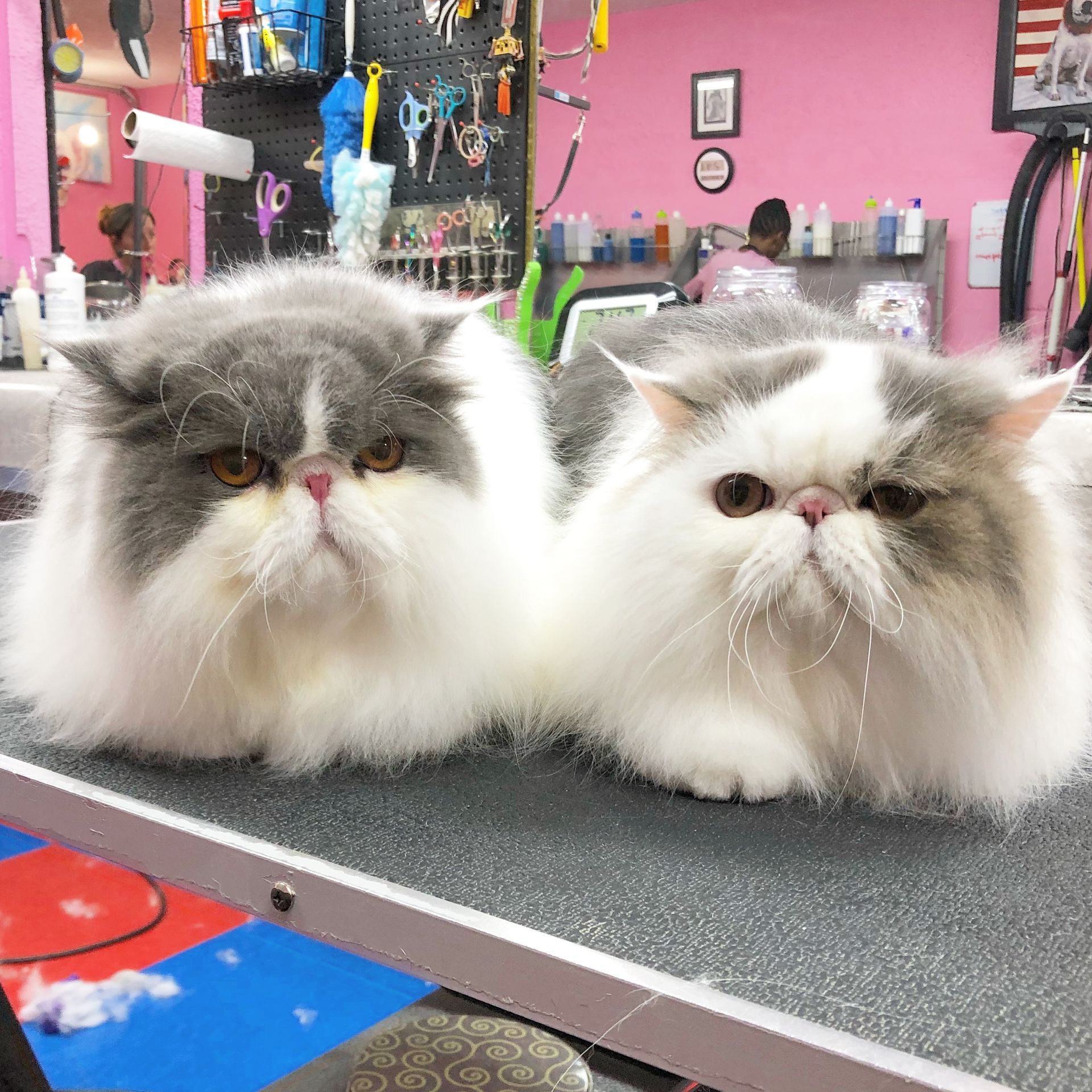 Two fluffy cats are sitting next to each other on a table