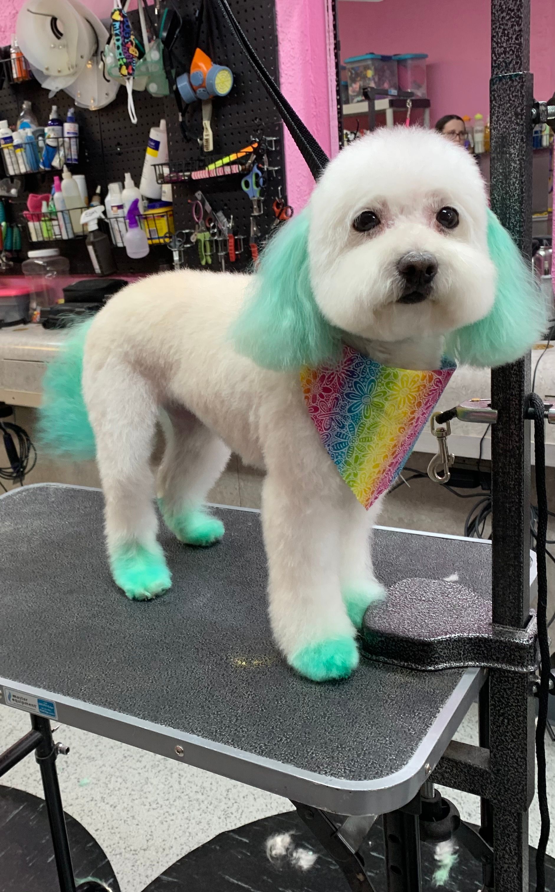 A small white dog with green ears and paws is standing on a grooming table.