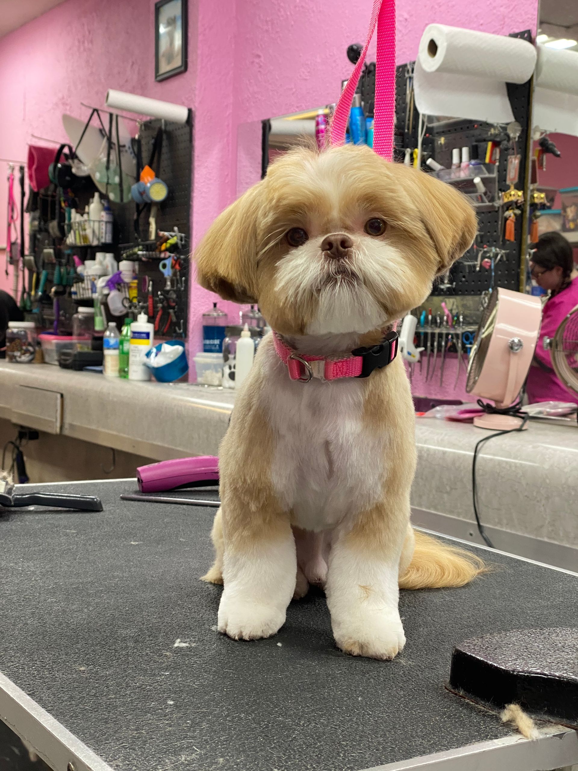 A small brown and white dog is sitting on a table in a grooming salon.