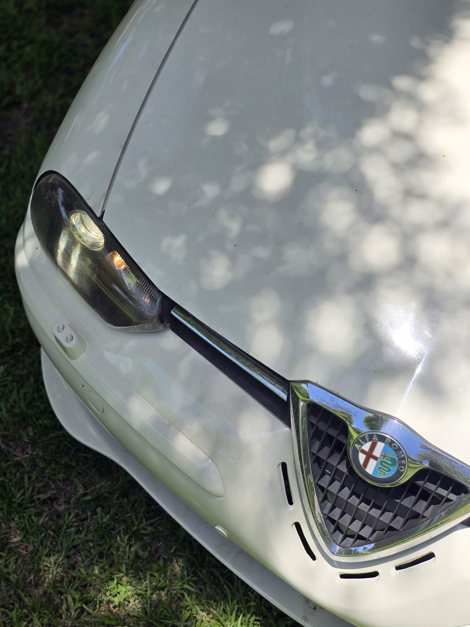 מכונית אלפא רומיאו לבנה חונה בדשא