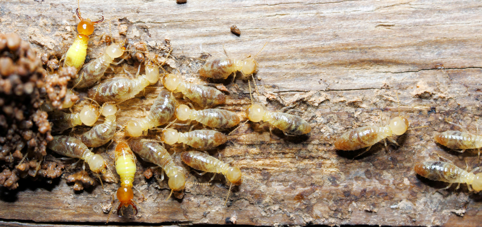 Termite pest control