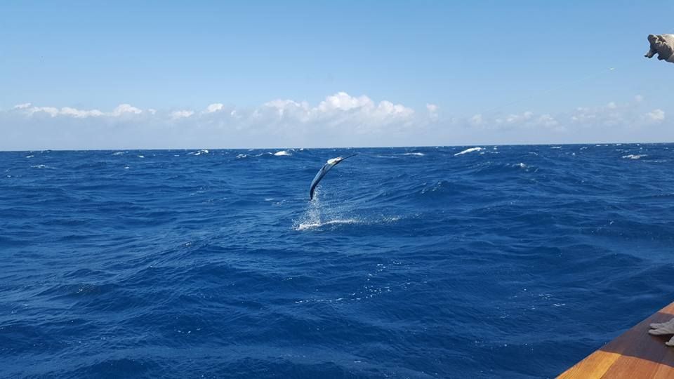 The Fish are jumping for 30 deep sportfishing