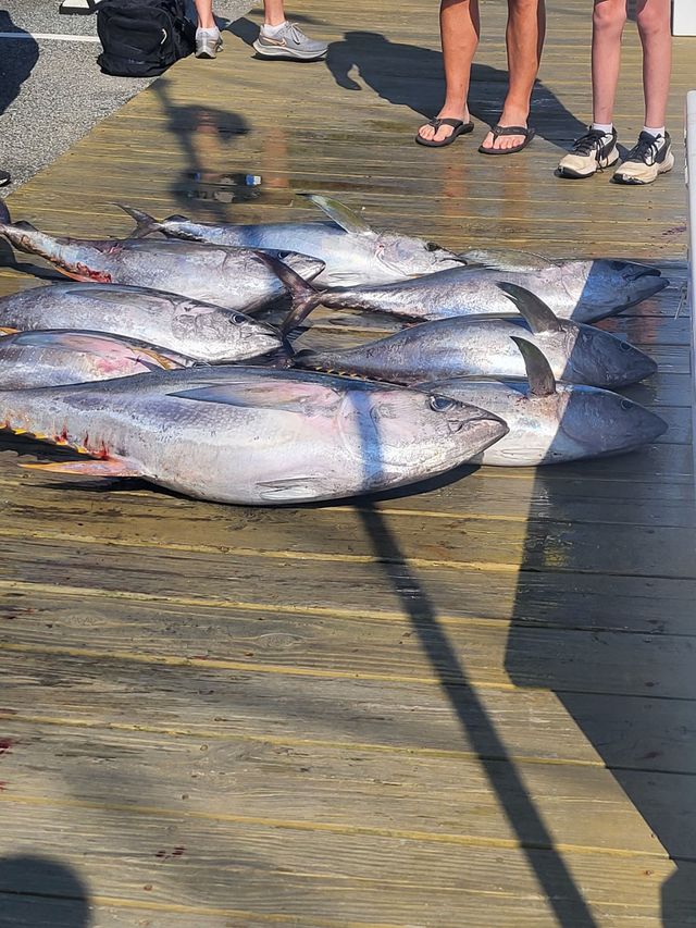 A bunch of fish are laying on a wooden deck.