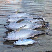 A bunch of fish are sitting on top of a wooden dock.