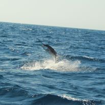 A marlin is jumping out of the ocean.