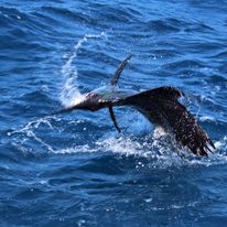 A sailfish is flying through the air over the ocean.