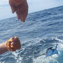A person is holding a fishing line over a fish in the ocean.
