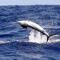 A marlin is jumping out of the ocean out in the canyons off of Ocean City