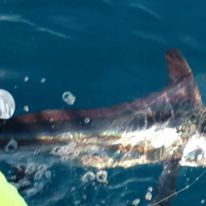 A large fish is swimming in the ocean.