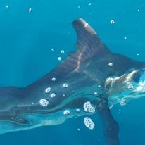 A shark is swimming in the ocean with bubbles coming out of its mouth.