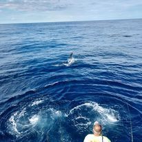 A man is fishing in the ocean with a dolphin in the background.