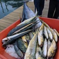 A pile of fish is sitting on top of ice on a dock.