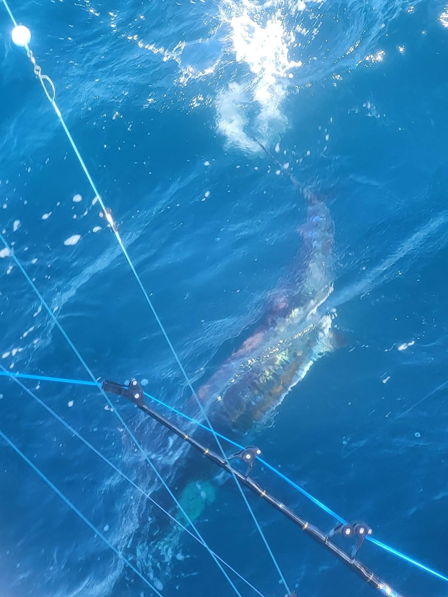 A large fish is swimming in the ocean near a fishing rod