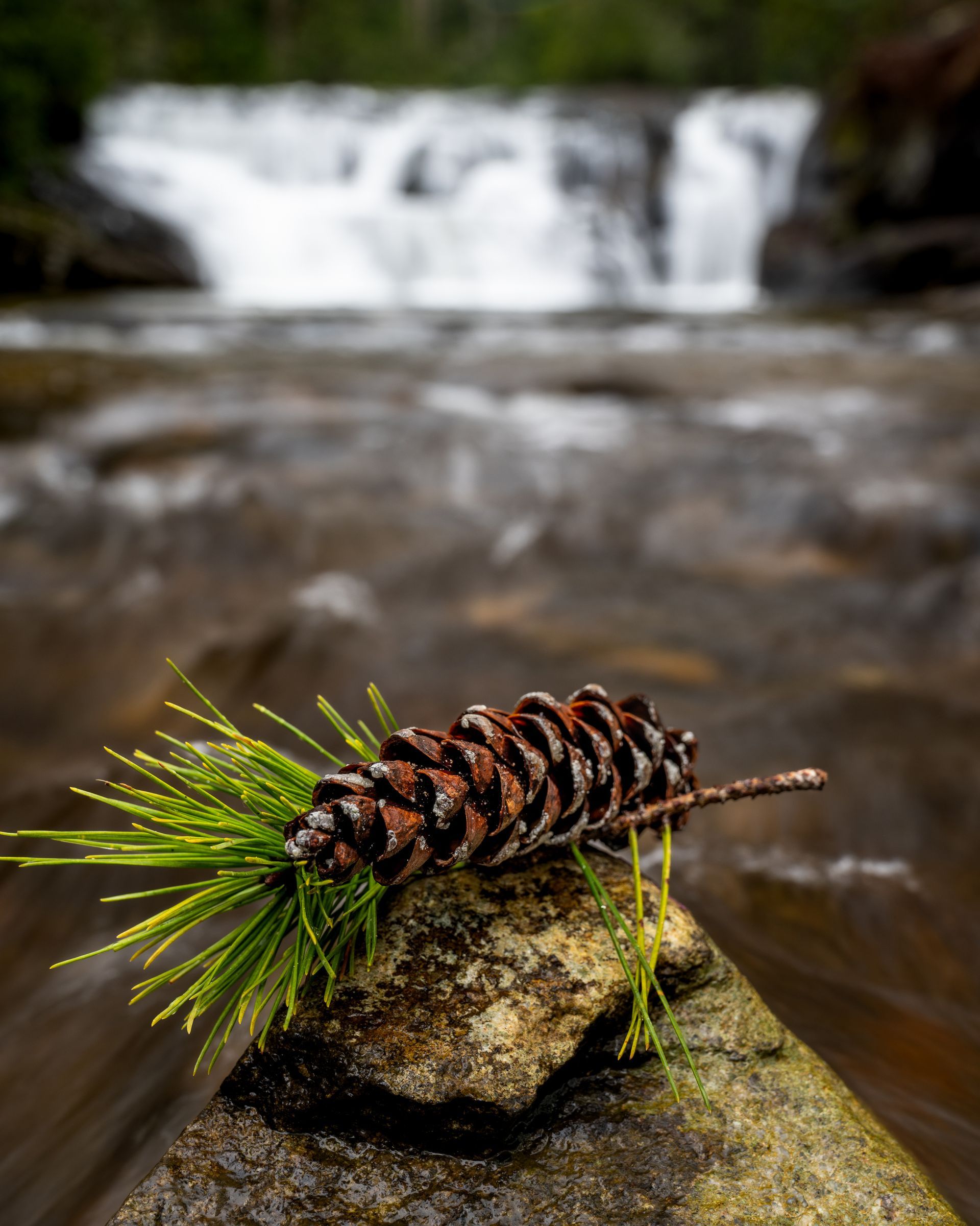 a pine cone is sitting on a rock in front of a waterfall . Dicks Creek Falls, Talking Excitingly, Brad Burgess Photogrpahy