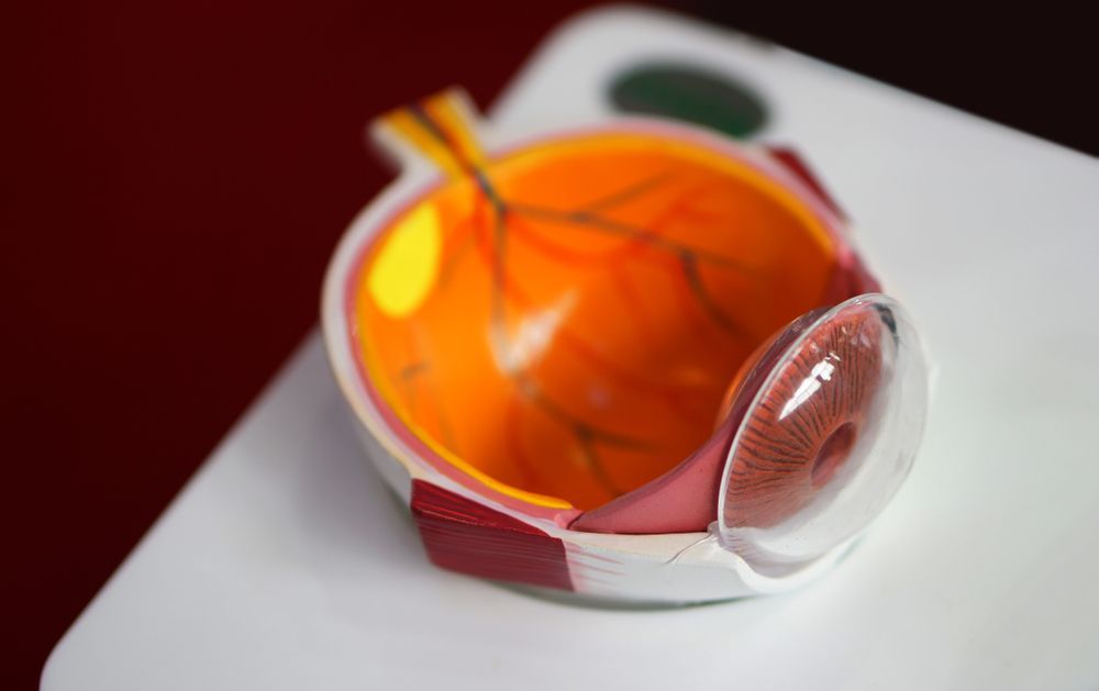 Cross-Section Model of a Human Eye — Michael Chu Optometrist in Cairns North, QLD