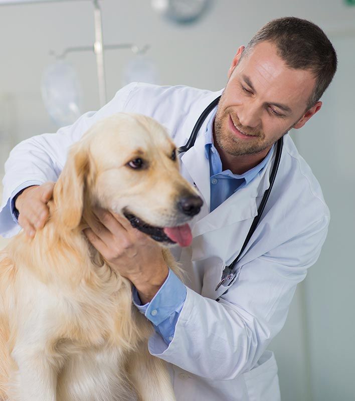 HUMAN TOUCH CLINICA VETERINARIA