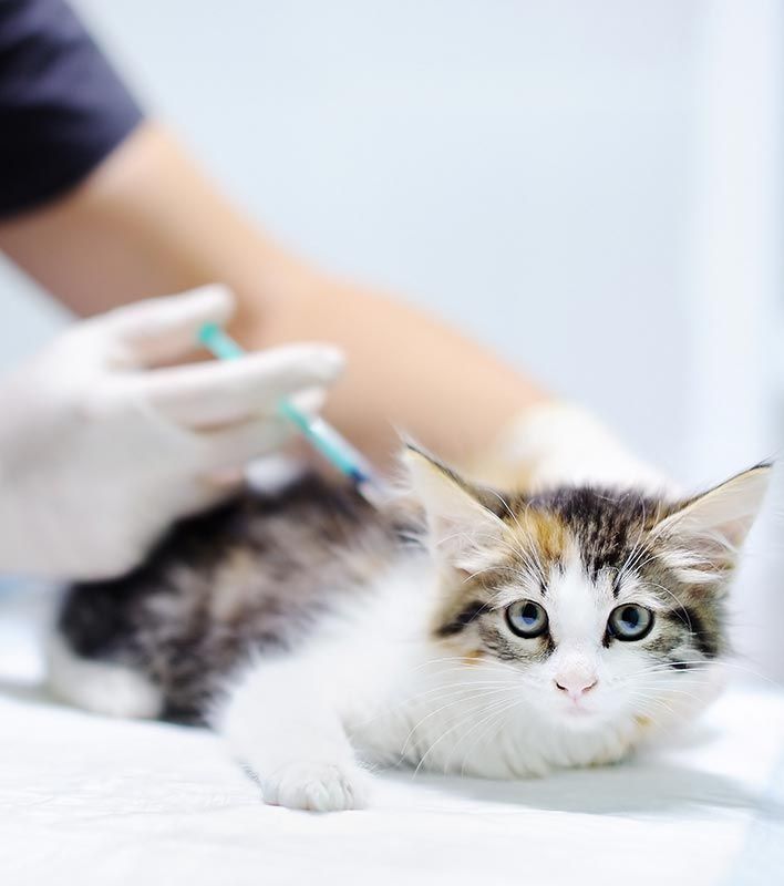 HUMAN TOUCH CLINICA VETERINARIA