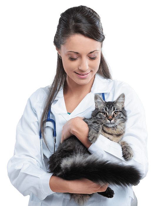HUMAN TOUCH CLINICA VETERINARIA
