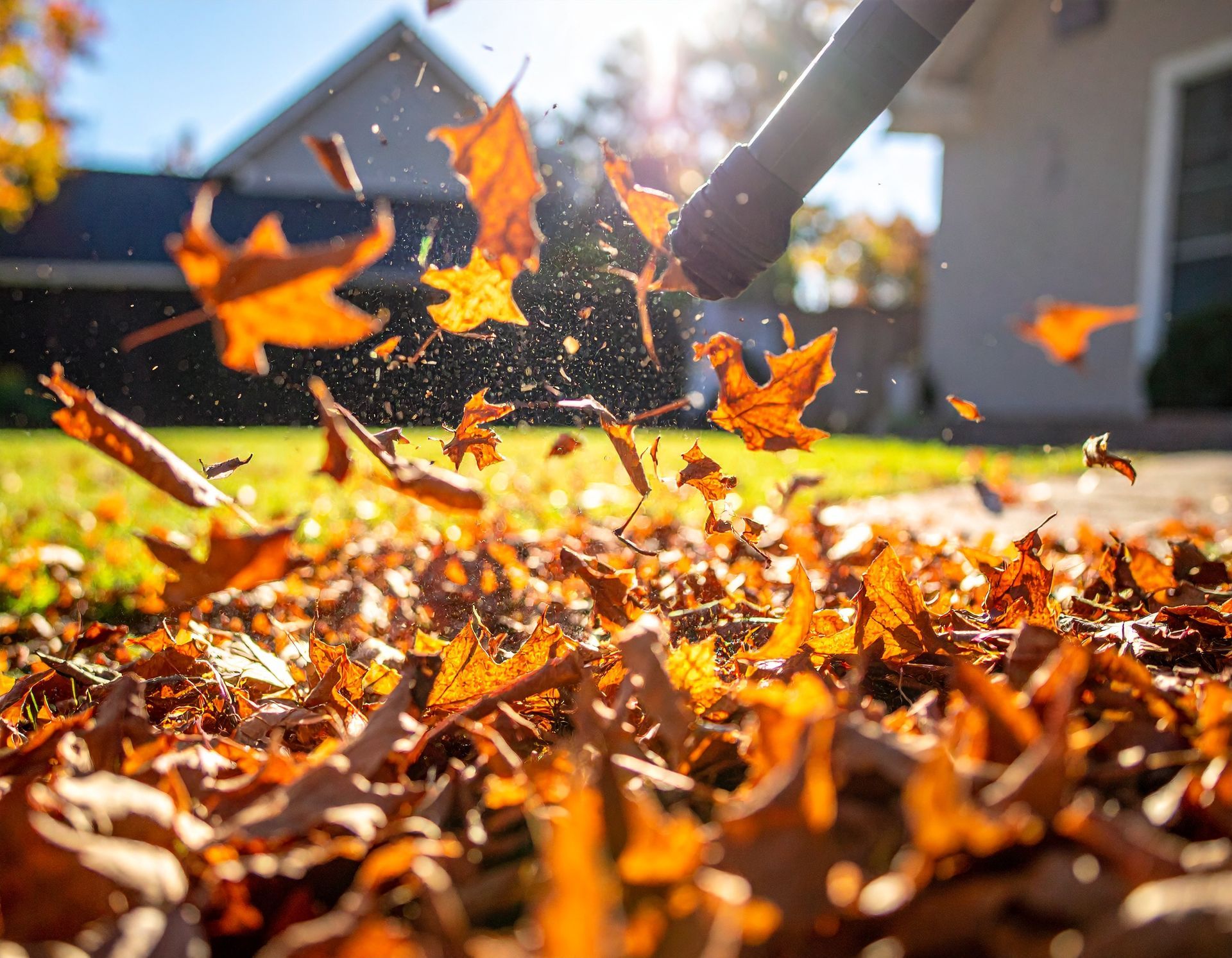 Leaf blower scattering orange autumn leaves in a suburban yard
