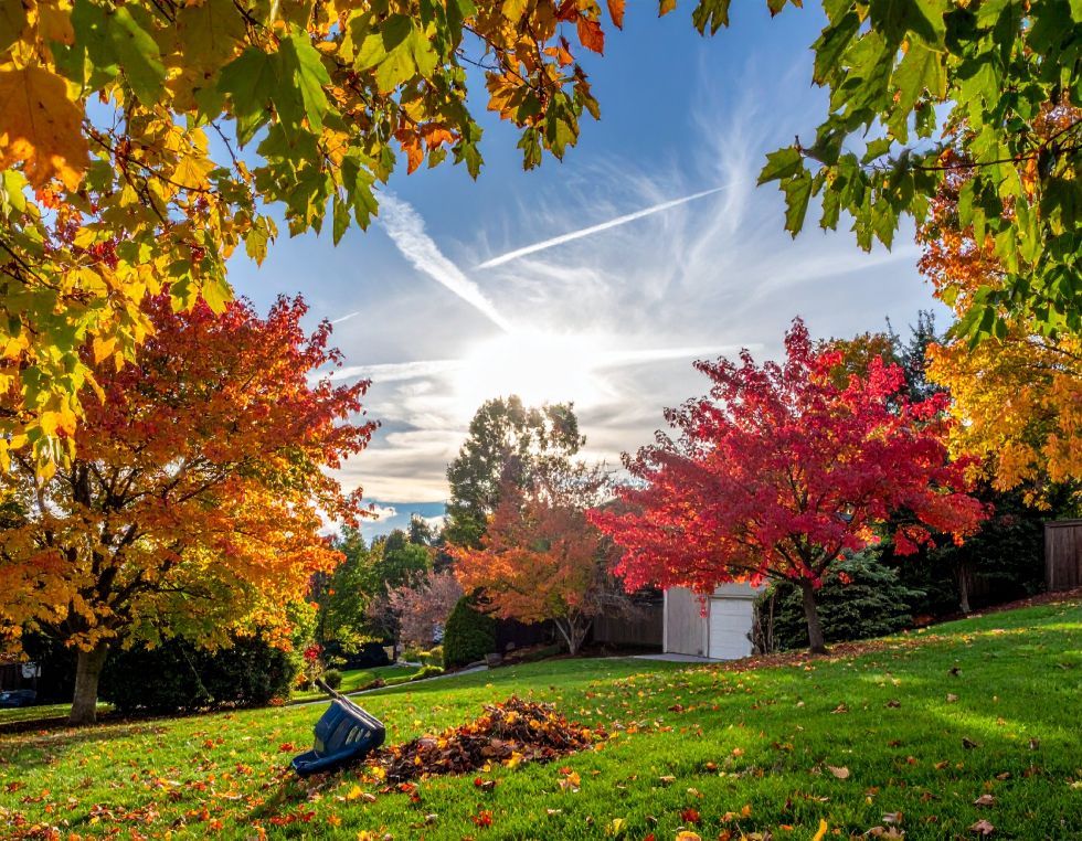 Colorful autumn trees frame a sunny sky, lawn with raked leaves.