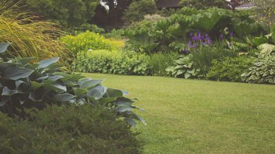 A lush green garden with lots of plants and trees