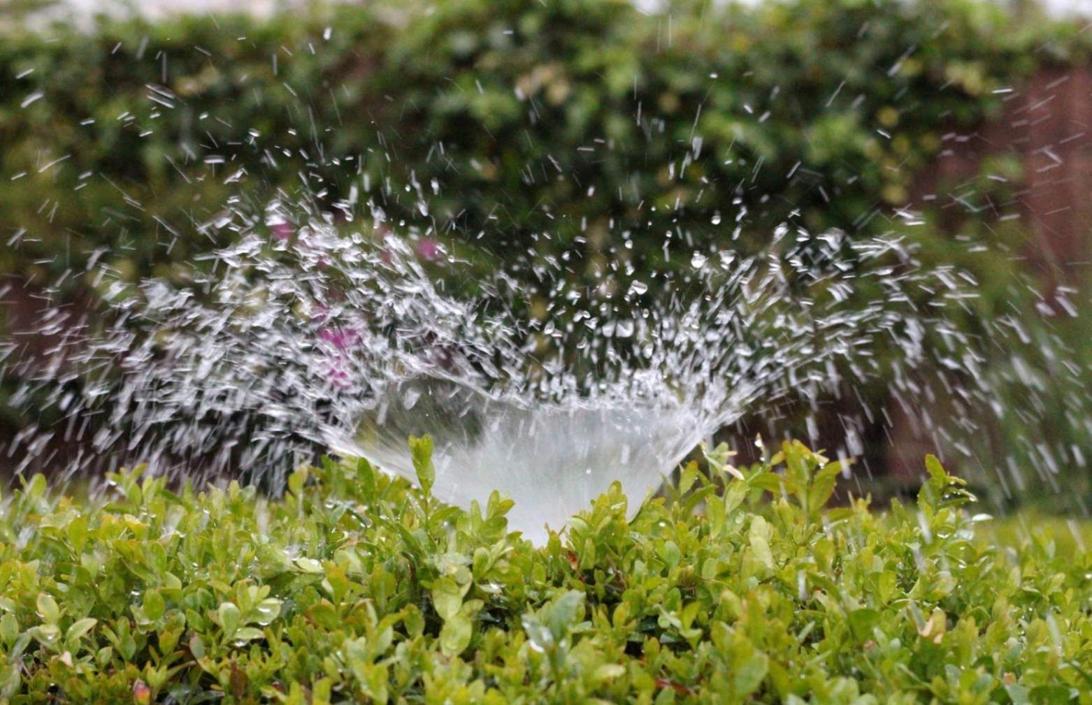 A sprinkler is spraying water on a bush in a garden.