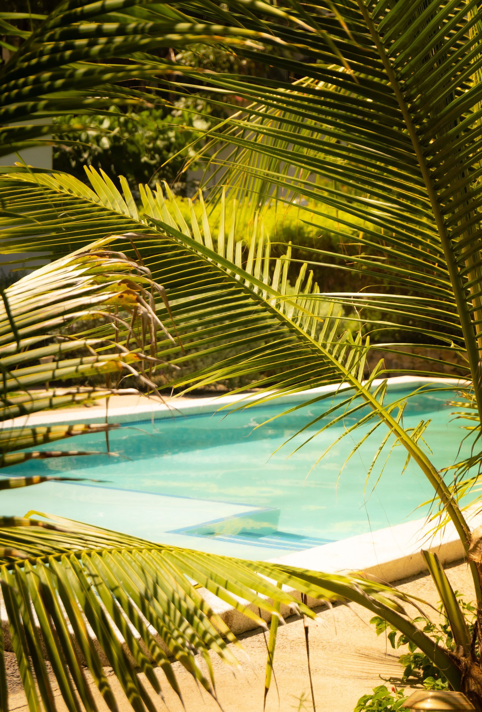 Las hojas de palmera enmarcan una piscina de color azul claro en un entorno soleado al aire libre.