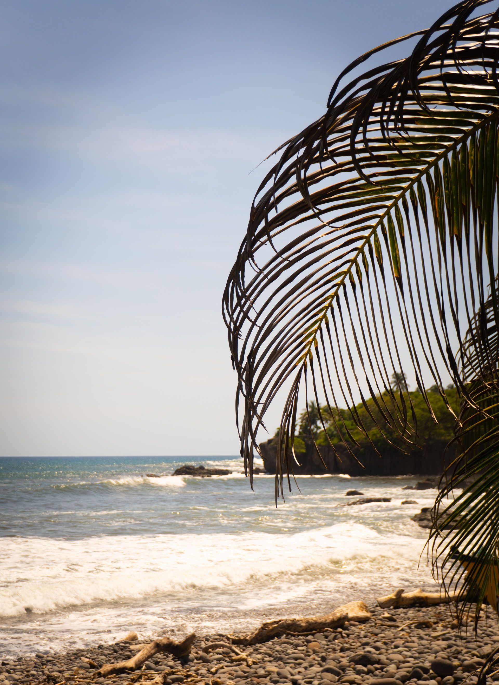 Escena de playa con olas rompiendo, follaje oscuro y cielo azul.