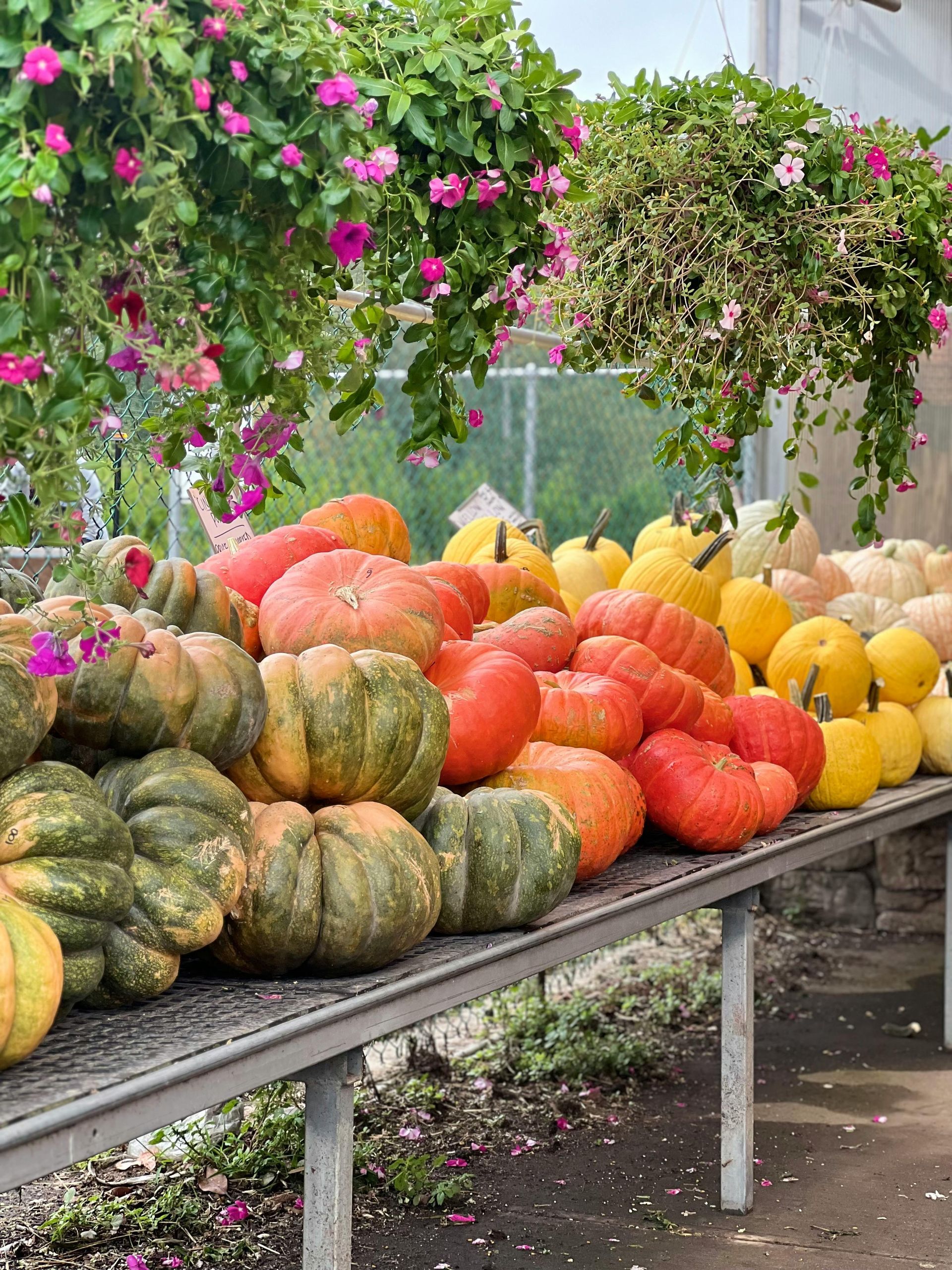 Calabazas de varios colores sobre una mesa, debajo de flores rosas colgantes.